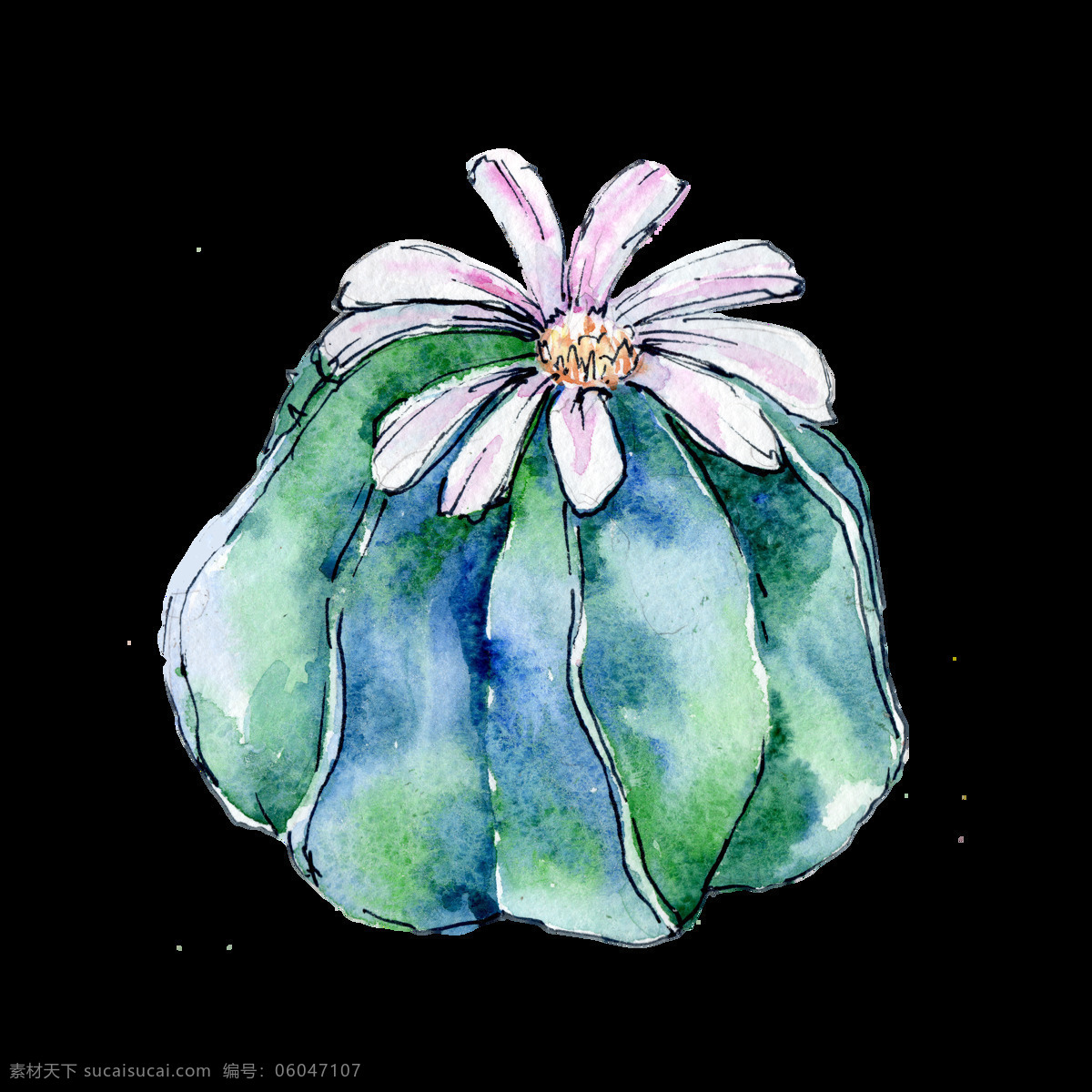 颗 仙人球 透明 逼真 开花 绿色 免扣素材 水彩 透明素材 植物 装饰图案