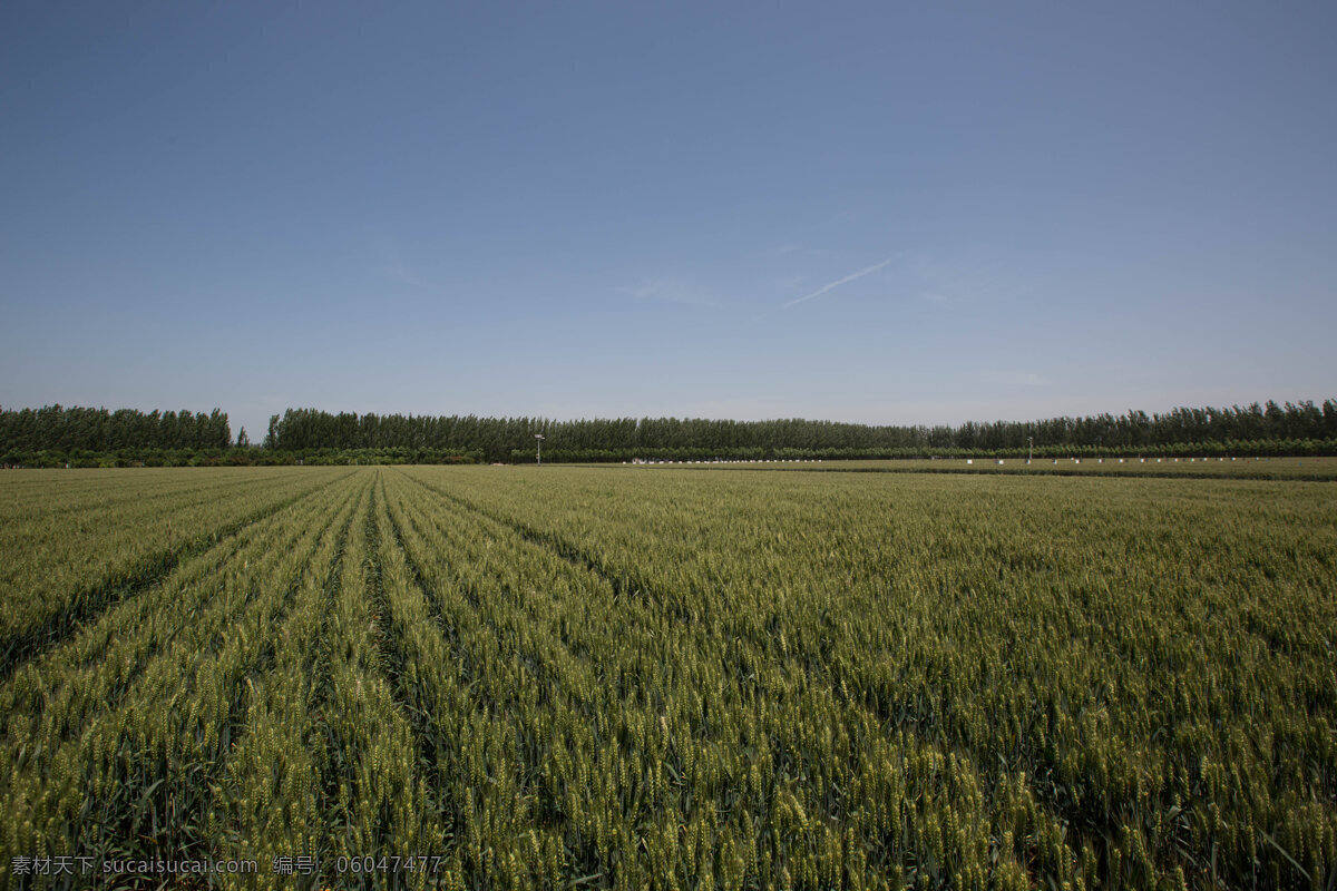 麦收 农业 丰收 小麦 粮食 大田 自然景观 田园风光