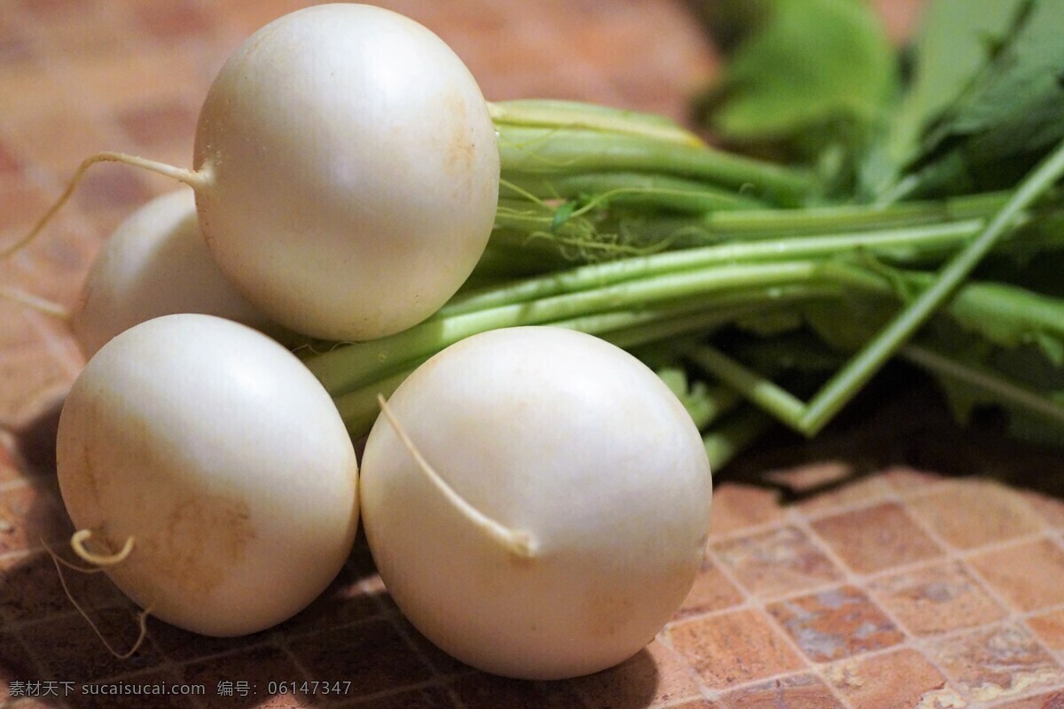 瓜果蔬菜 番茄 西红柿 胡萝卜 青椒 辣椒 蔬菜 茄子 红椒 玉米 土豆 南瓜 萝卜 洋葱 小麦 青瓜 蘑菇 兰花菜 青菜 白菜 豌豆 生姜 大料 尖椒 大蒜 黄瓜 食材原料 餐饮美食 食物原料
