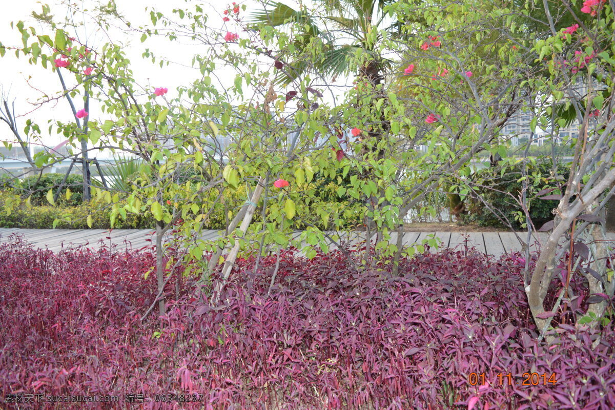 花草 风景 湿地公园 秋天 生物世界 树木树叶 白色