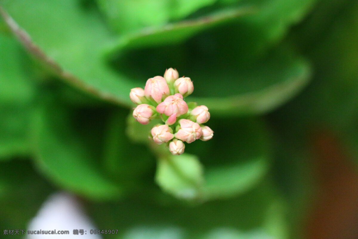 圣诞伽蓝菜 长寿花 寿星花 花蕾 花苞 小花 绿色 植物 摄影生物世界 生物世界 花草