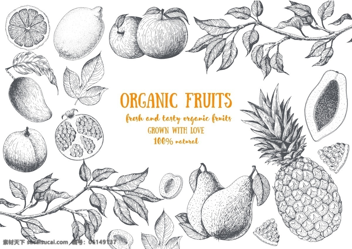 线条 水果 插画 黑白 素描 菠萝 柠檬 石榴 生物世界