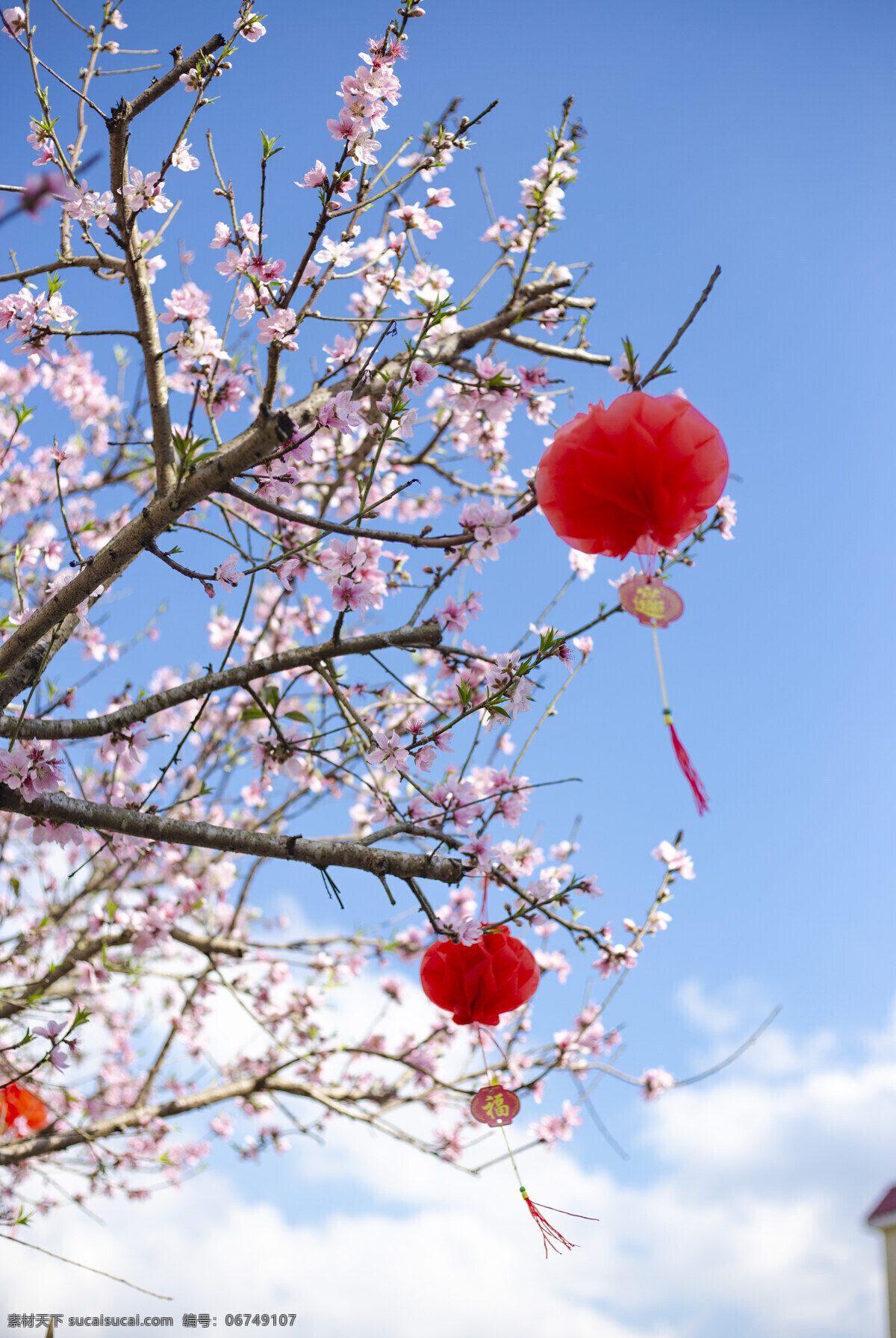 春节桃花 春节 桃花 福 蓝天 春天 晴天 桃树 蓝天下 风景 生物世界 树木树叶