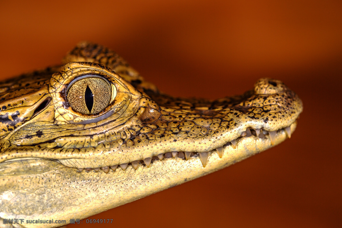 小 鳄鱼 眼睛 小鳄鱼 鳄鱼眼睛 野生动物 爬行动物 动物世界 水中生物 生物世界