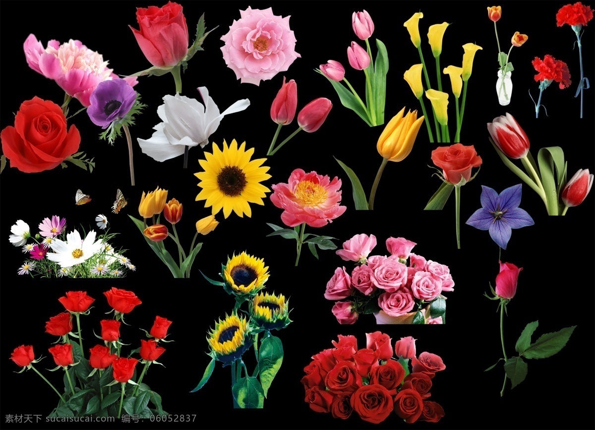 花朵 花 玫瑰 芙蓉 月姬 百合 菊花 喇叭花 风景 分层 源文件