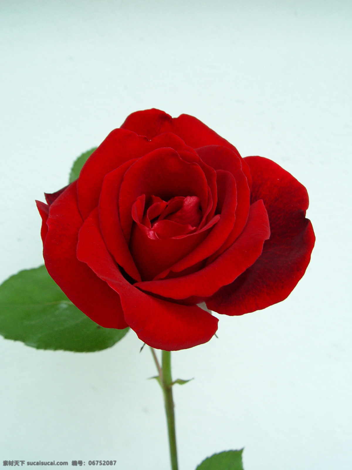 玫瑰花摄影 爱情 爱人 红色花瓣 花瓣 花朵 浪漫 礼物 绿植 玫瑰 玫瑰花 玫瑰素材 七夕 情人节 植物 生物世界 自然景观 人文景观