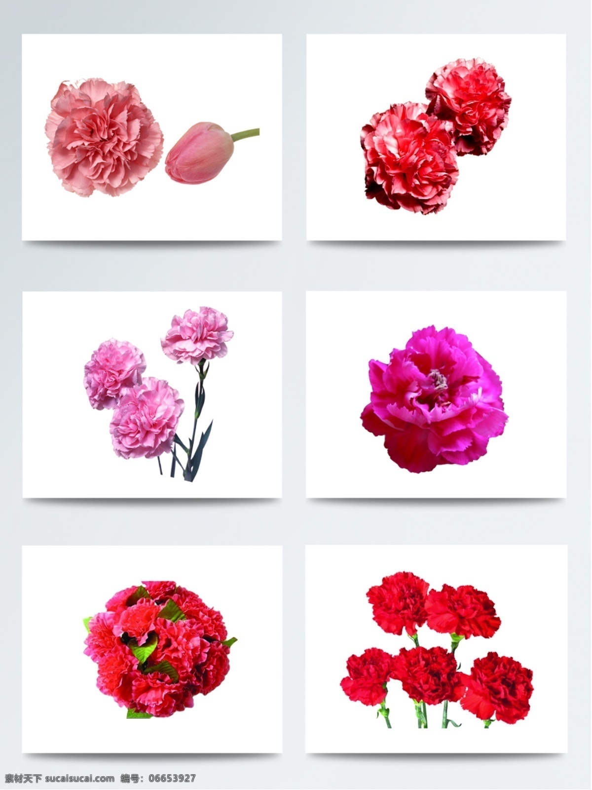 康乃馨 花朵 元素 创意设计 花束 红色 母亲节 花卉图案 鲜花素材 配图