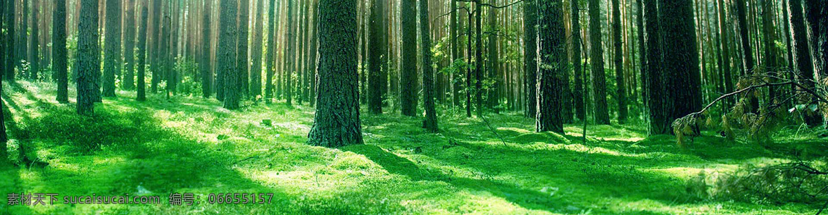 树林图片 树林 阳光树林 梦幻树林 绿树林 唯美树林 森林 梦幻森林 森林素材 绿色树林 水杉树 树林背景 树木 公园树林 树干 树林实拍 自然景观 自然风景 背景系列 展板模板