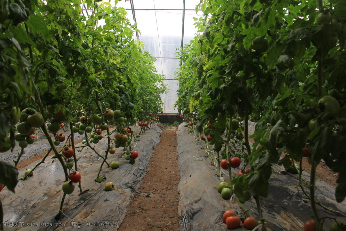 西红柿 大棚 温室 西红柿地 秧苗 番茄 水果蔬菜 生物世界 蔬菜