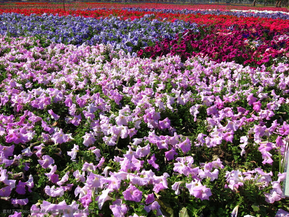 花海 花 色彩缤纷 台湾花海 田园风光 自然景观