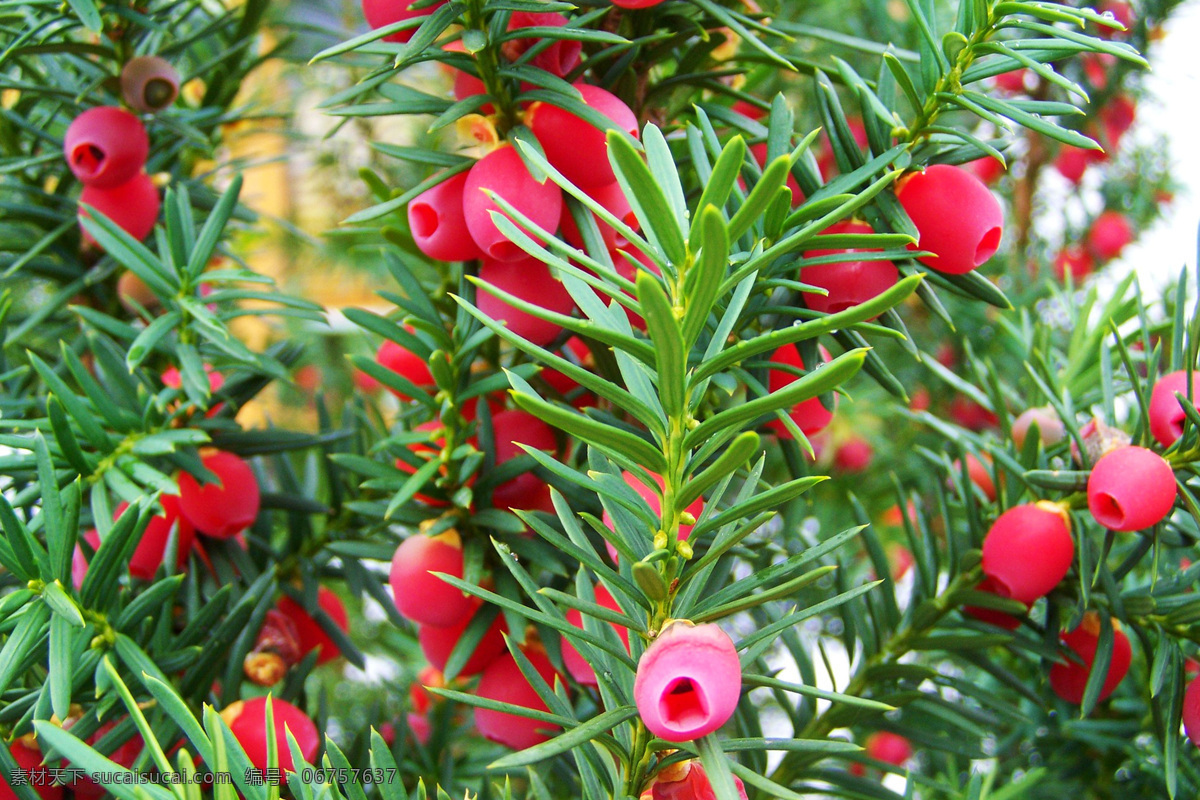 红豆杉 taxus wallichiana var chinensis pilg florin 常绿乔木 灌木 植物