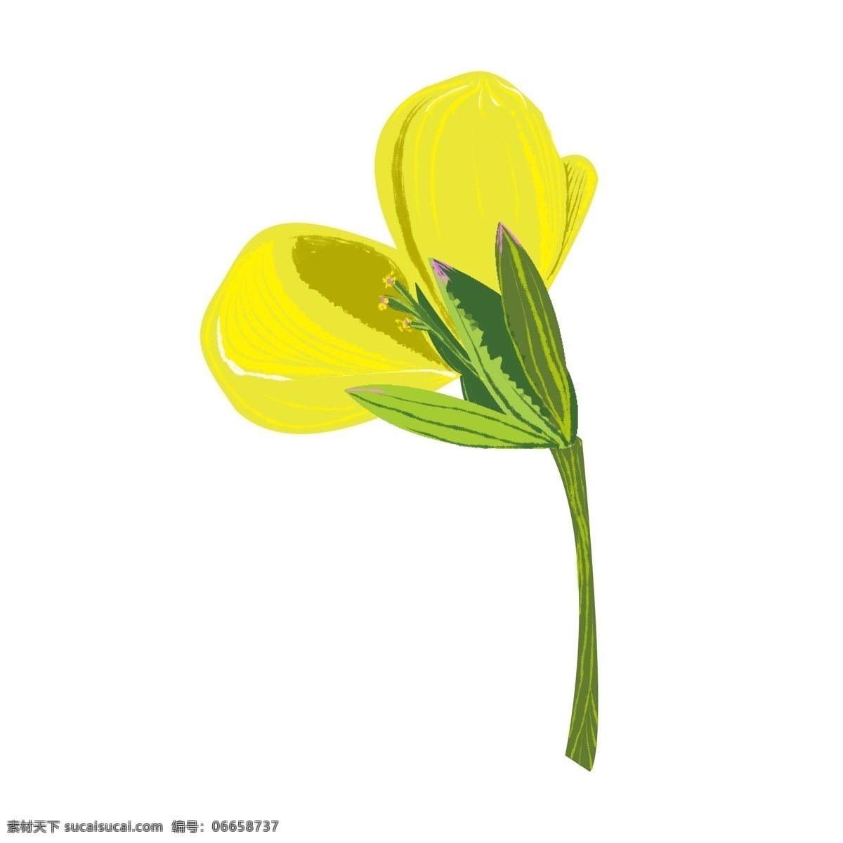 盛开 油菜 花朵 插图 盛开的花朵 黄色花朵 可爱的花朵 精美的花朵 小清新花朵 花朵插画 立体花朵