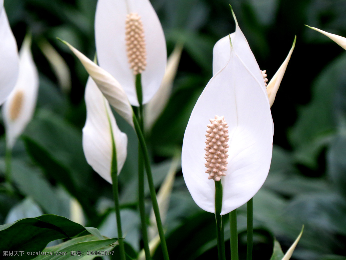 白掌特写 白掌 黄芯 观赏 新品种 生态 春天的气息 生物世界 花草