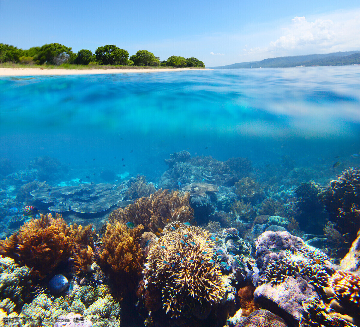 海底世界 海底 珊瑚 海水 珊瑚礁 海洋生物 生物世界