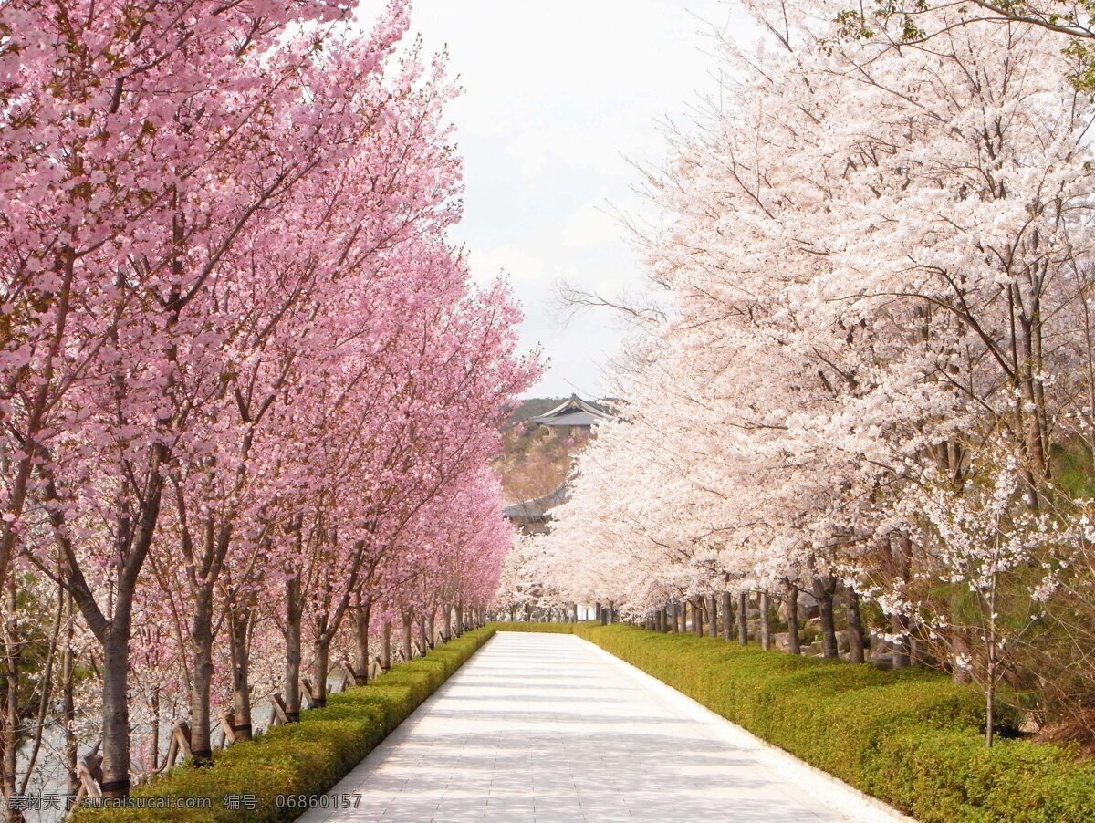 樱花 花卉 花朵 生物世界 花草 日本樱花 自然风景 自然景观