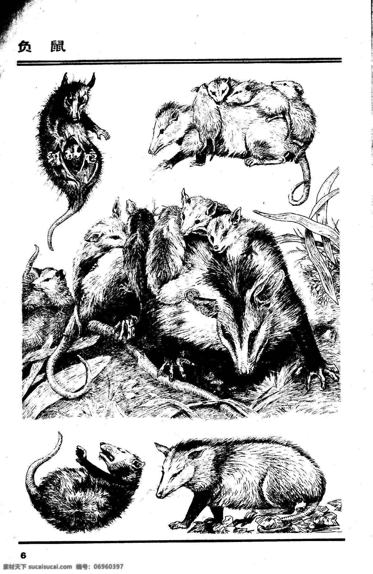 画兽图06 负鼠 百兽 兽 家禽 猛兽 动物 白描 线描 绘画 美术 禽兽 野生动物 画兽谱 画兽图 老鼠 生物世界 设计图库