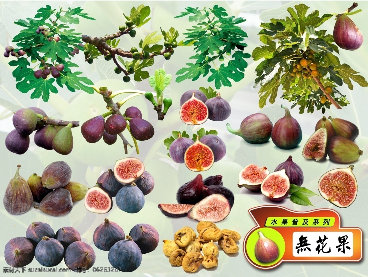 水果 普及 系列 无花果 分层 水果系列 映日果 优昙钵 蜜果 文仙果 奶浆果 品仙果 水果普及 生物世界