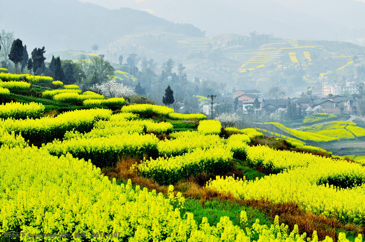 花海 黄色的花 油菜花 梯田 远山 自然风景 自然景观