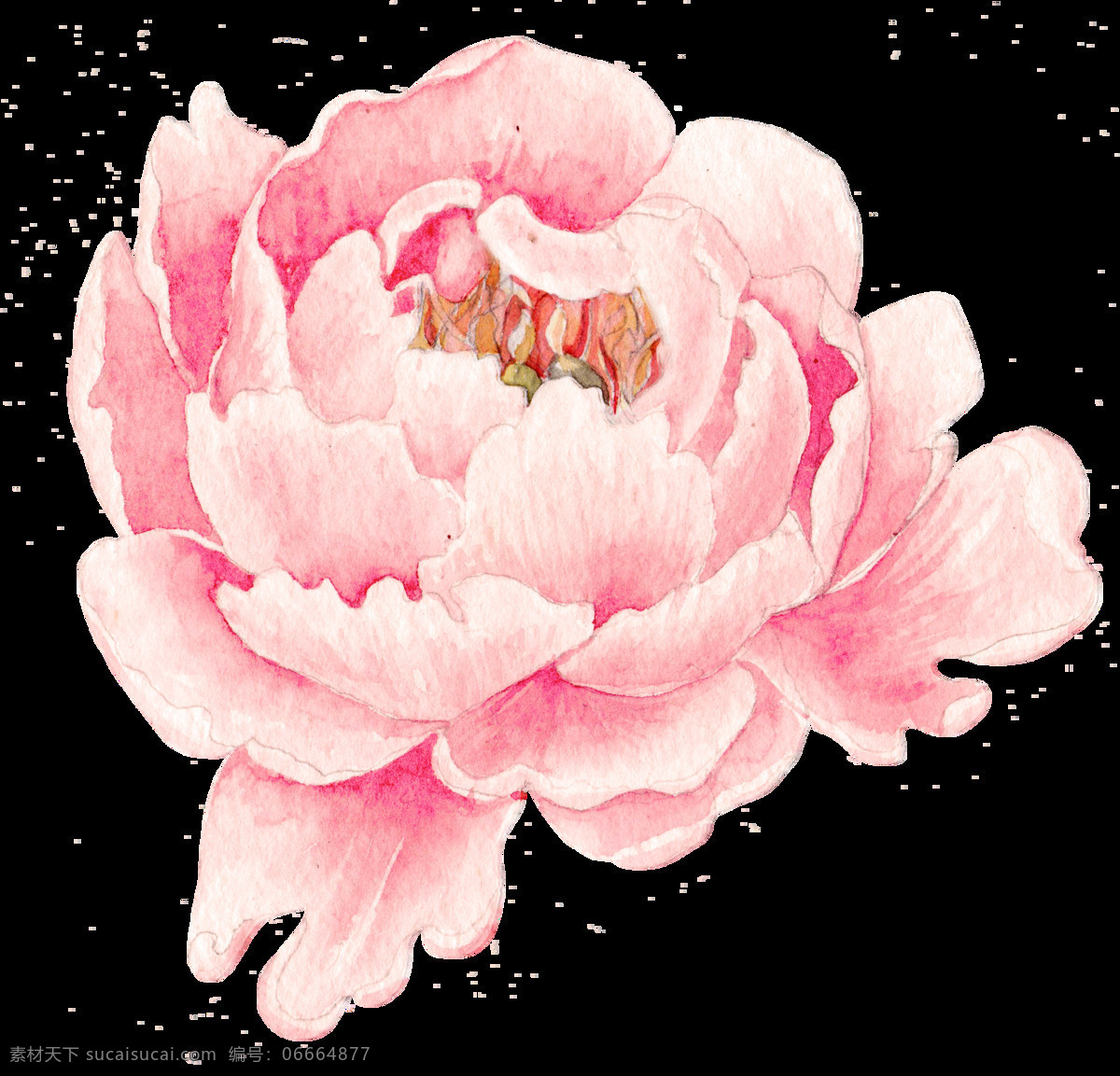 花 叶 牡丹 玫瑰 水彩 美丽 装饰 水墨 水墨牡丹 水墨花 水墨画 图形 图案 插图 绘图 花束 水彩牡丹 水彩花朵 花朵 植物 底纹边框 花边花纹