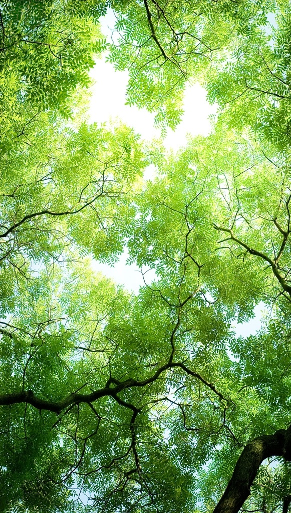 树 玄关 装饰画 花鸟画 吊顶 底纹边框 背景底纹