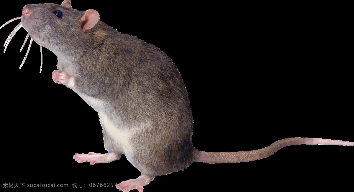动物老鼠图案 老鼠 试验小白鼠 灰色老鼠 自然生物 动物 png免扣 生物世界