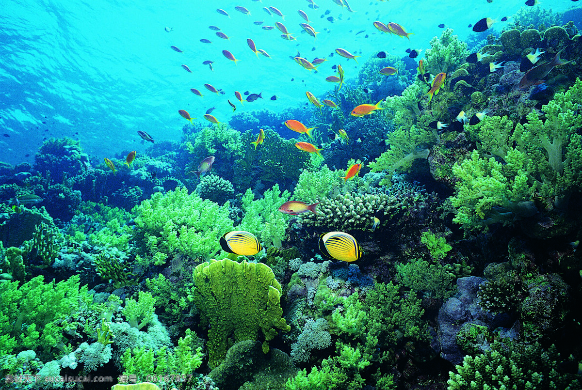 海洋生物 海底世界 海洋 礁石 生物世界 鱼 鱼类 珊蝴礁石 珊蝴 海底景色