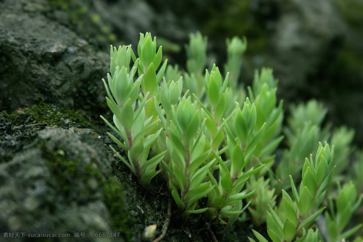 垂盆草 多肉植物 植物 多肉 狗牙草 瓜子草 野生植物 石指甲 狗牙瓣 生物之窗 生物世界 花草