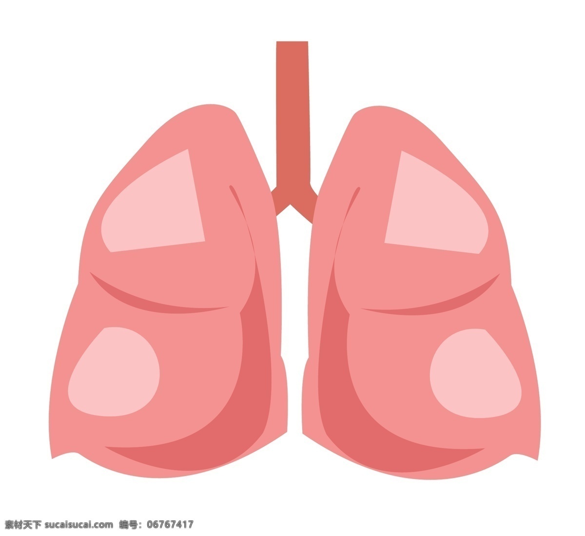 粉色人体器官 内脏 肺部 器官