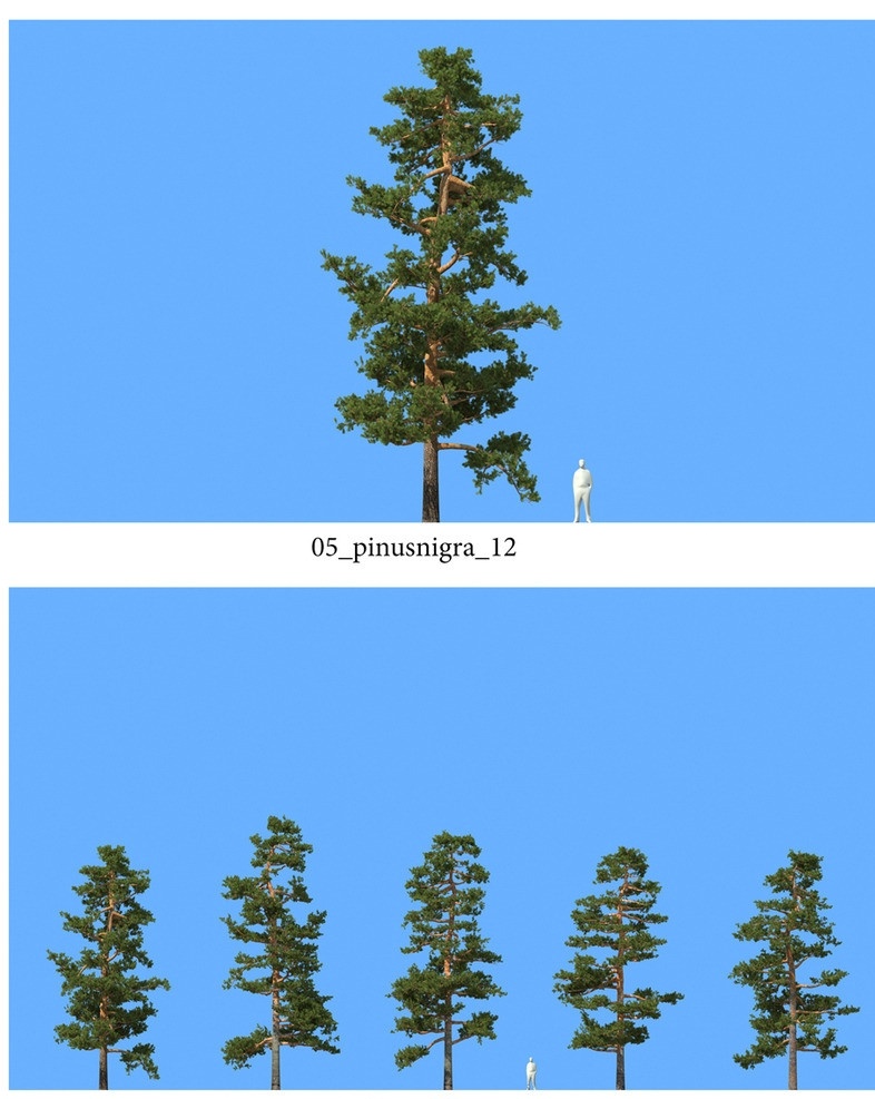 松树模型 植物模型 景观 园林 户外 景观植物 松树 树木模型 vray模型 模型 植物模型合辑 展示模型 3d设计模型 源文件 max