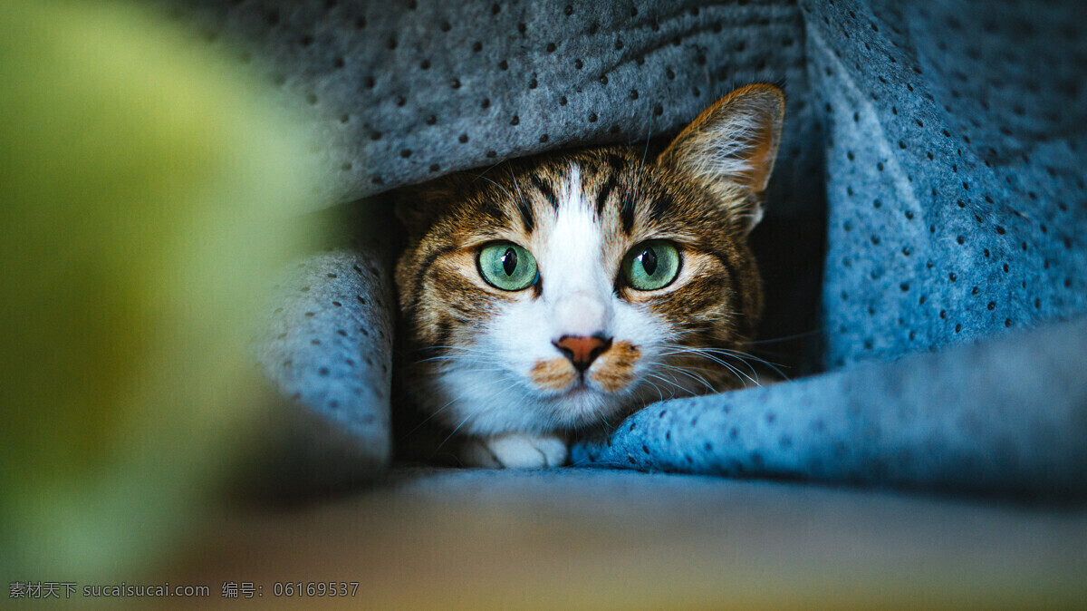 躲藏的小猫 猫 家猫 宠物 可爱的猫咪 小猫 猫主子 头像 壁纸 背景 高清 动物 猫咪素材图片 生物世界 家禽家畜