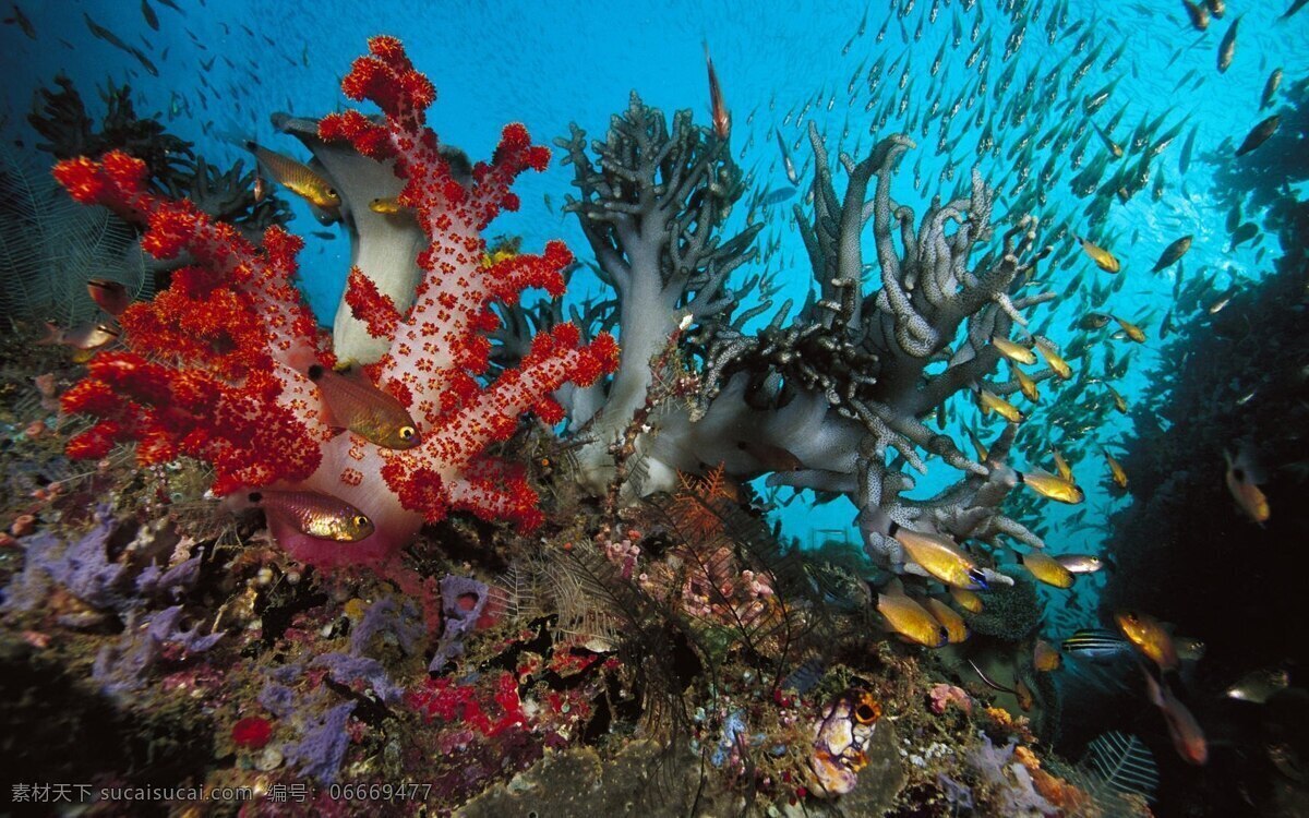 珊瑚 礁石 高清 海底 鱼 珊瑚礁