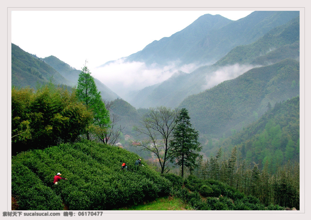 高山采茶 高山 采茶 安吉 白茶 浙江 人文景观 旅游摄影