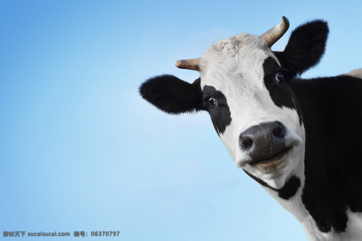 奶牛 奶制品 牛初乳 放牧 草地 黑白花奶牛 牛 牲畜 家畜 动物 牛奶 家禽家畜 生物世界