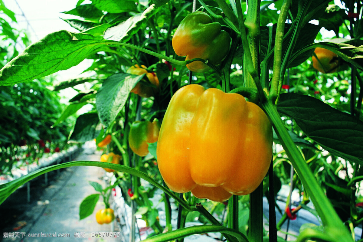黄青椒 户外植物 田园景色 绿叶 红辣椒 甜椒 生物世界 蔬菜 菜园蔬菜 摄影图