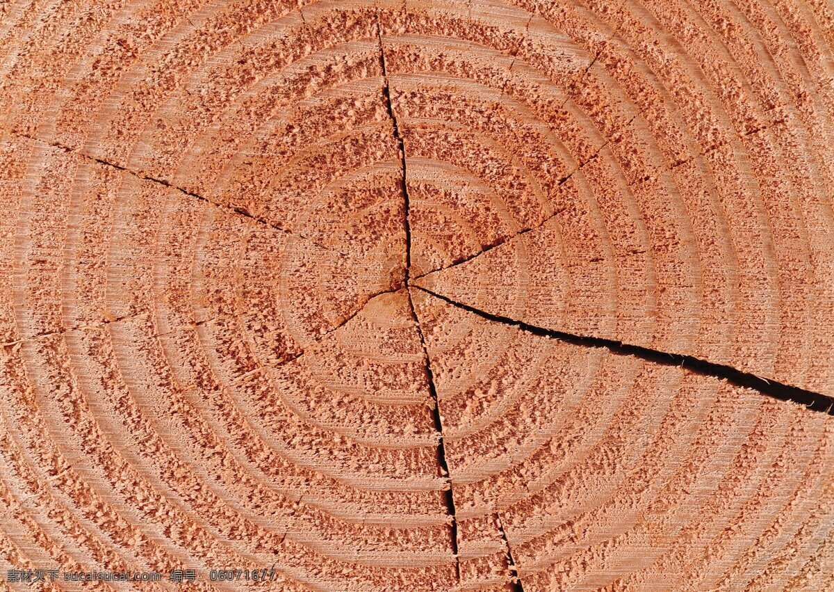 树轮背景 木纹 树头 木 砧板 棕色 裂纹 背景 旅游摄影 国内旅游