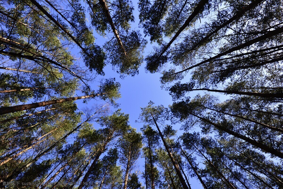 原始森林 森林 树木 天空 蓝天 树叶 素材之家 生物世界 树木树叶