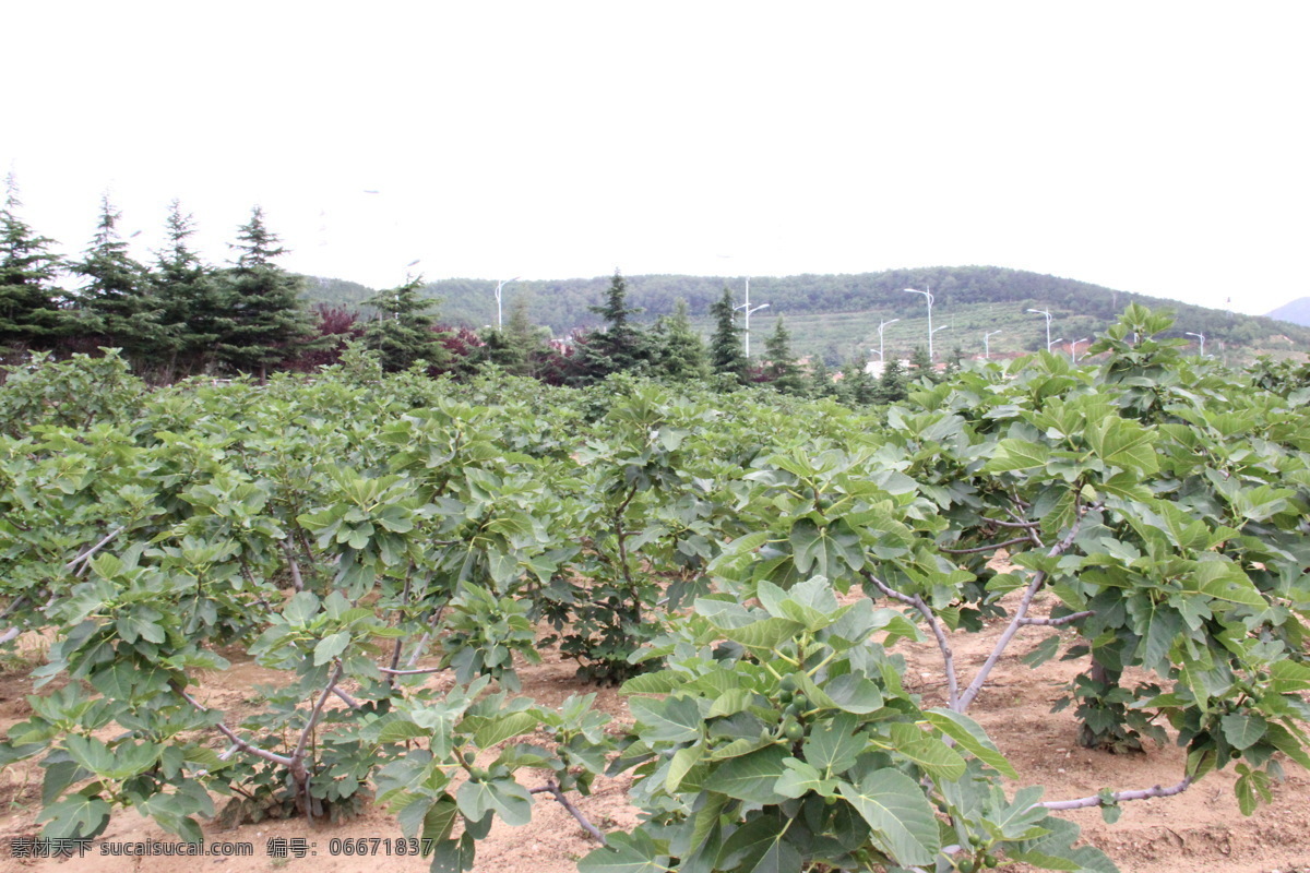 青皮无花果 无花果 特产 威海 水果 拍摄 后期 新鲜水果 生物世界