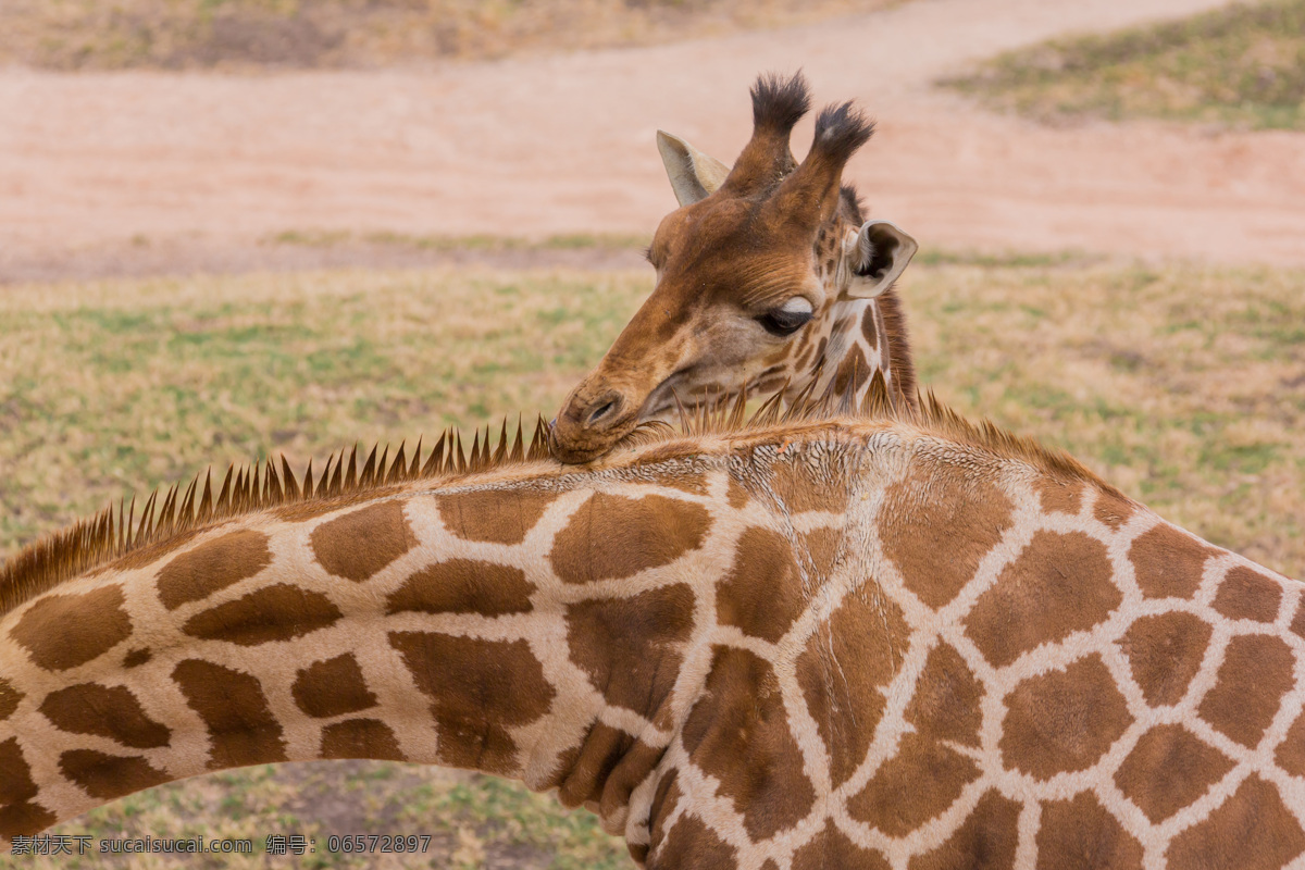 长颈鹿 动物世界 动物摄影 非洲草原动物 陆地动物 生物世界