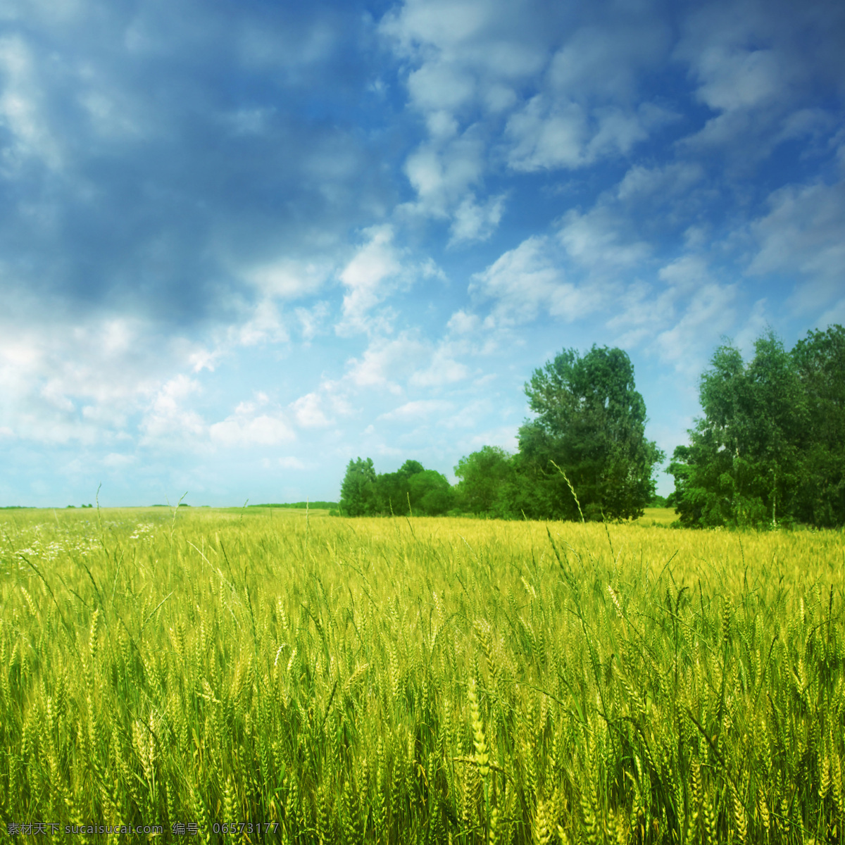 美丽 麦田 风景 麦地 小麦 麦穗 麦子 田园风光 美丽景色 美丽风景 风景摄影 美景 风景图片