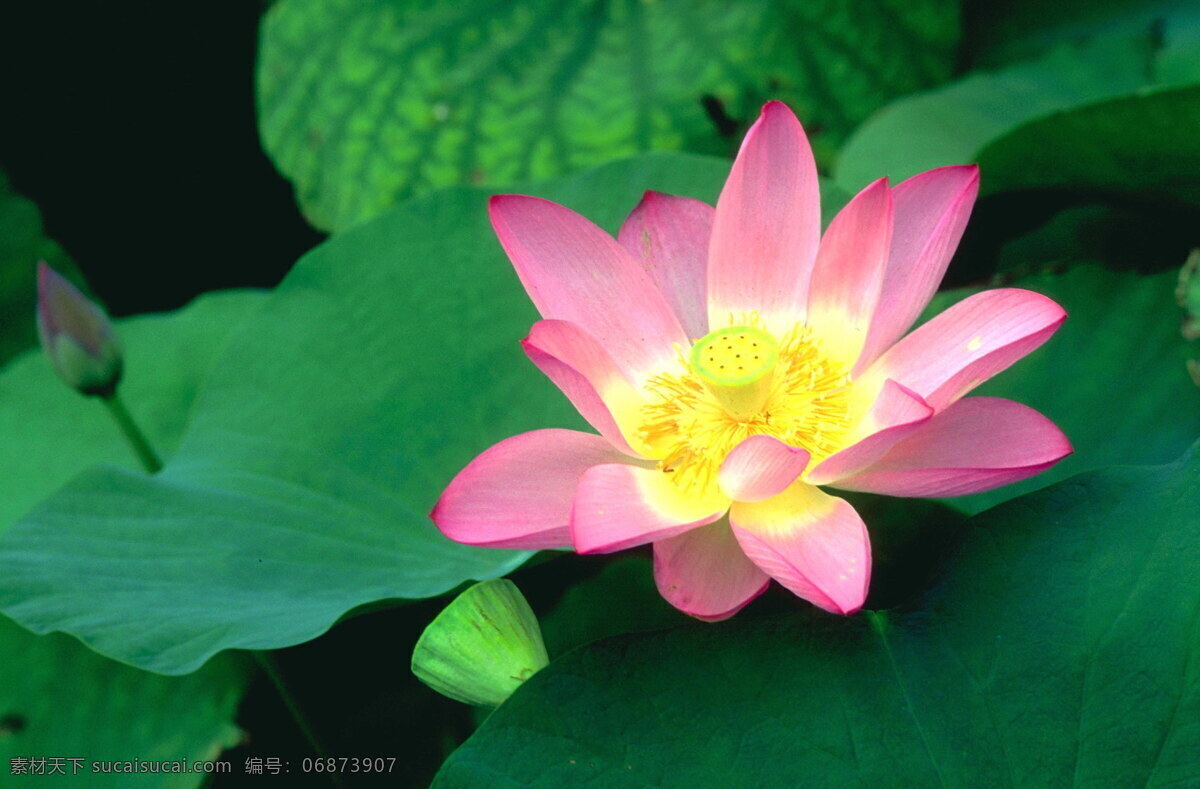 荷花 绿叶 背景 风景 荷叶 花卉 摄影图库 田园风光 叶子 植物 荷花绿叶 自然景观 生活 旅游餐饮