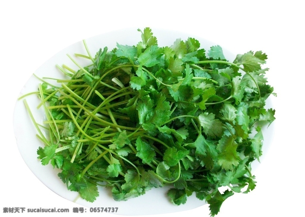 野菜 香菜 芹菜 绿菜 绿色 绿色植物 蔬菜 菜叶 叶子 绿叶 生物世界