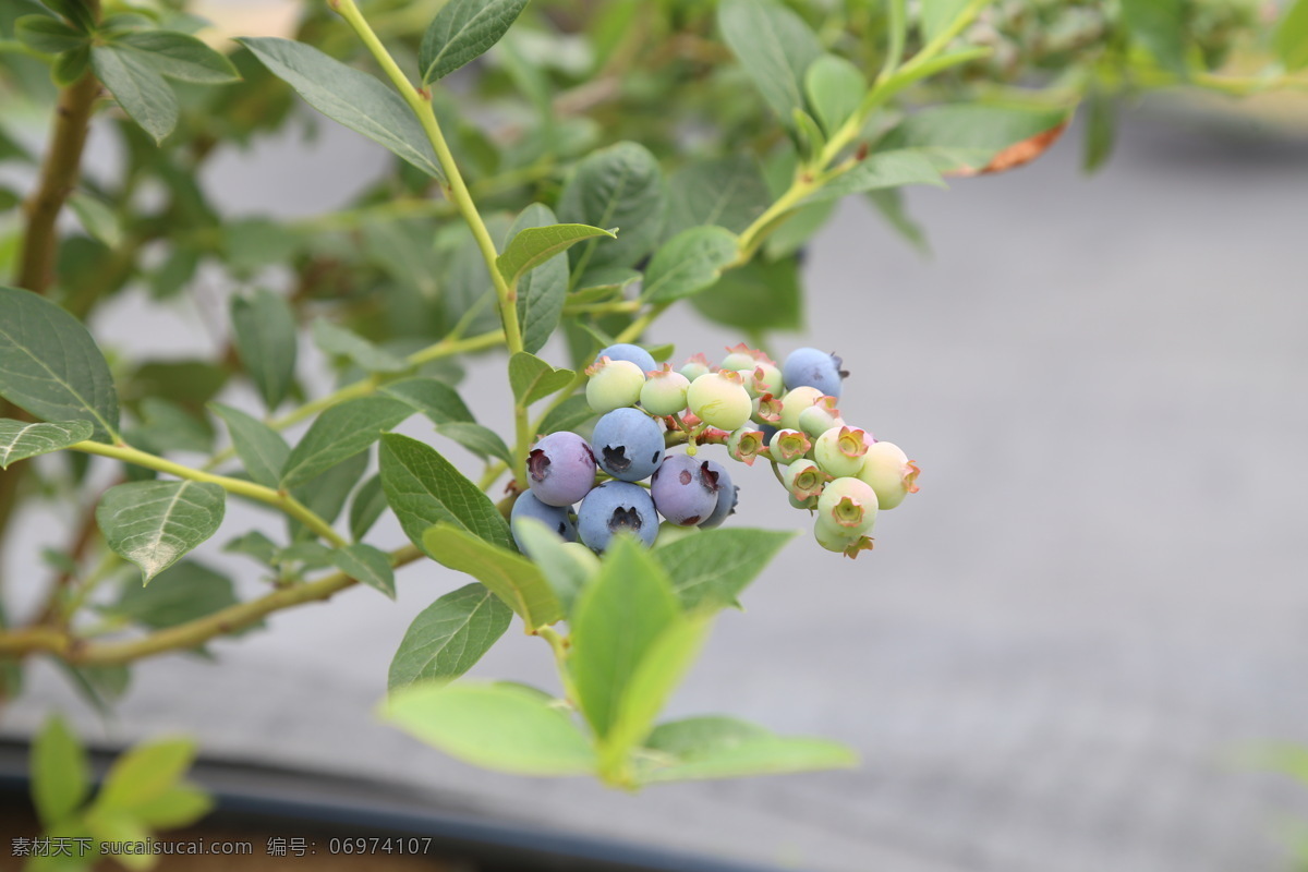 蓝莓 水果 新鲜蓝莓 高清拍摄 外拍蓝莓 棚拍水果 食品 鲜果 蓝莓果园 拍摄 生物世界