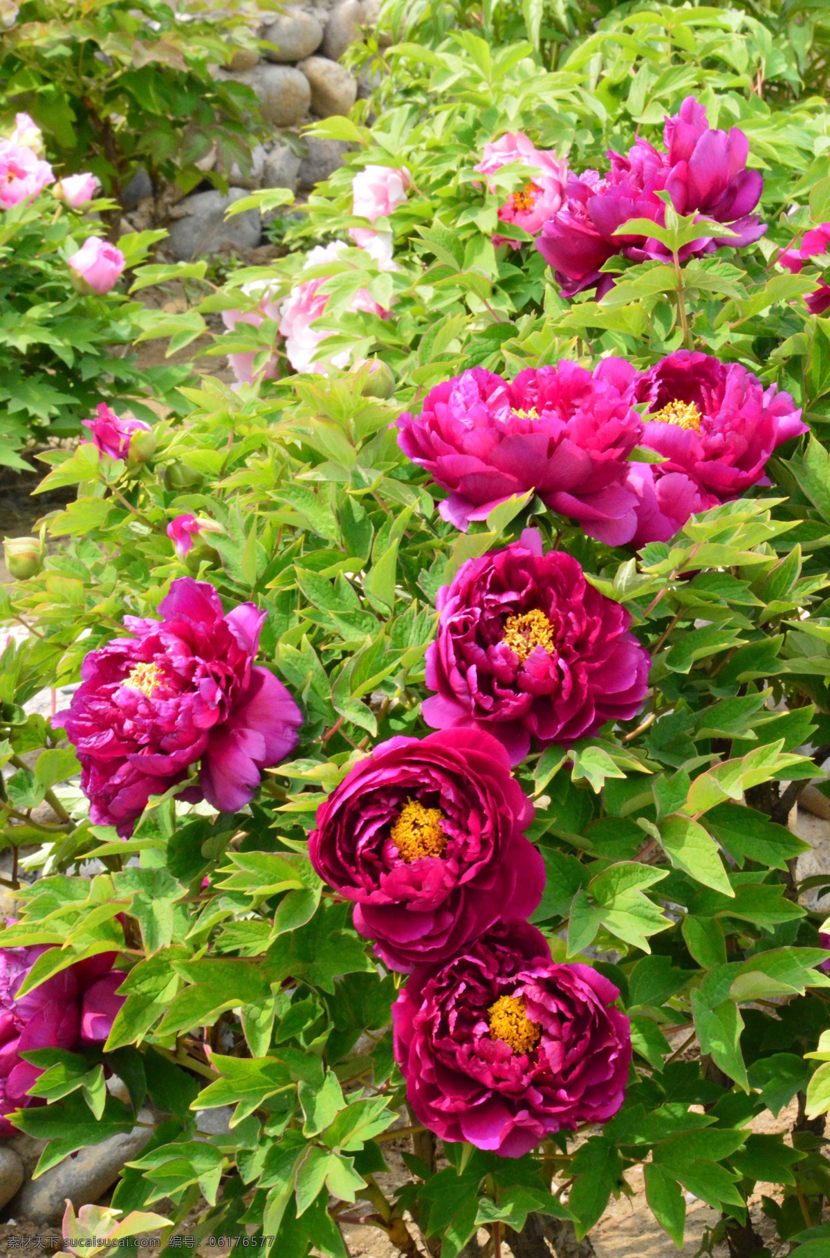 牡丹花 牡丹 观赏花卉 鼠姑 木芍药 百雨金 洛阳花 花朵 花瓣 花蕊 花卉 花儿 花草 植物 园林绿化 绿化景观 芍药牡丹 生物世界