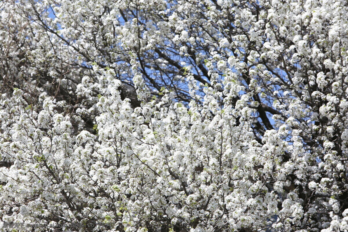 唯美 白色 樱花 樱花树 春天花朵 白色花朵 白花