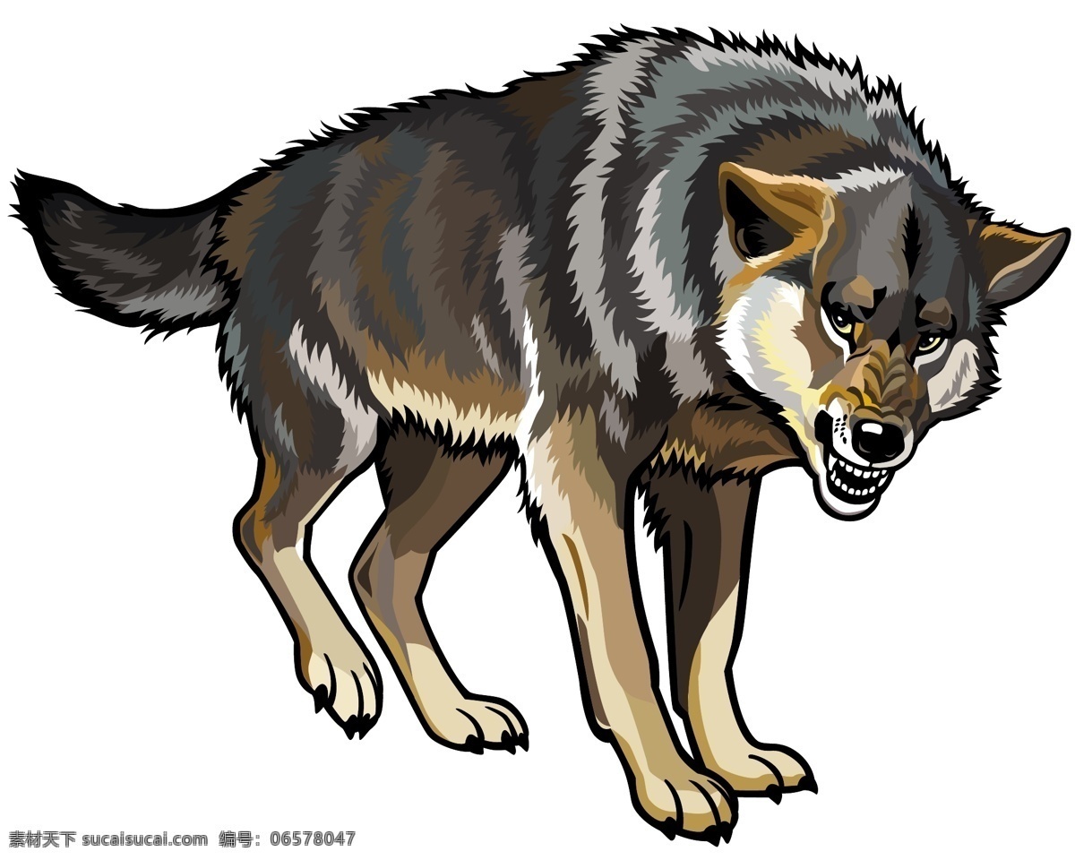 野狼 狼 苍狼 动物 动物世界 手绘 狼狗 野生动物 哺乳动物 生物世界
