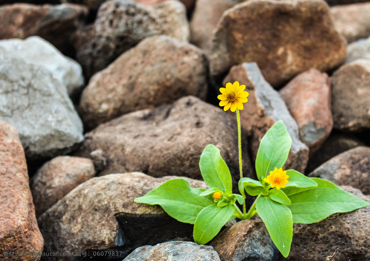 绿色植物 植物 花朵 石头 乱石 绿叶 卵石 叶片 花 黄色花朵 壁纸 坚强 坚韧 毅力 生命 顽强 拼搏