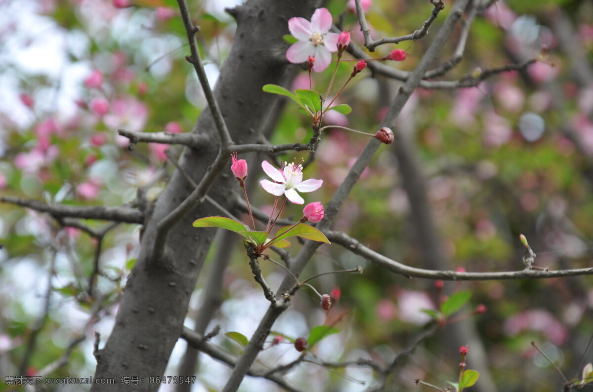 垂 丝 海棠 春天 公园 海棠花 花 花草 生物世界 树木 垂丝海棠 特写 psd源文件