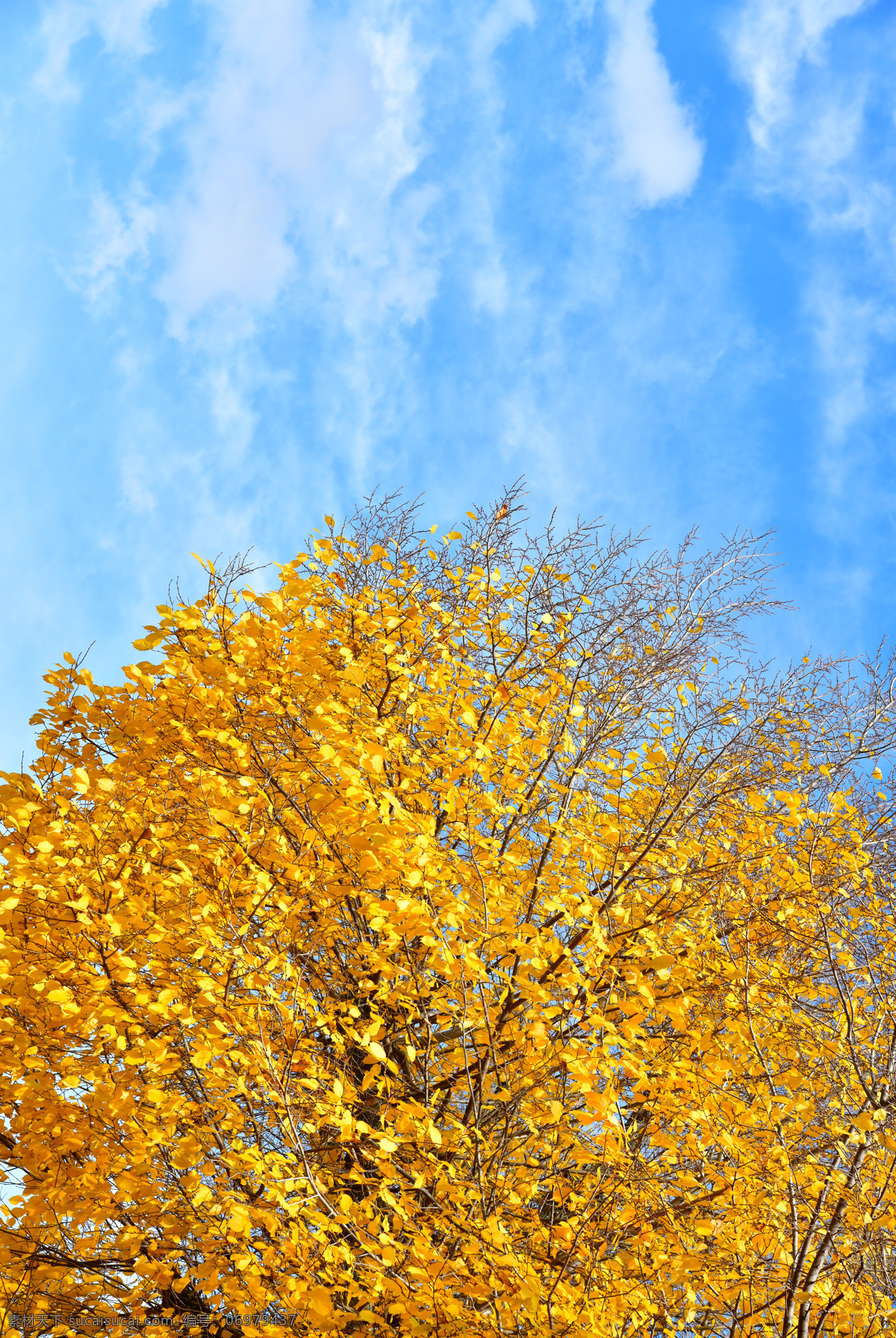 金黄色的树冠 大树 黄色 金光 树叶 树木 黄叶 落叶 秋天 秋季 七叶树 叶子 树枝 植物 凉爽 依靠 茂盛 繁茂 枝叶 茁壮 成长 遮挡 庇护 生物世界 树木树叶