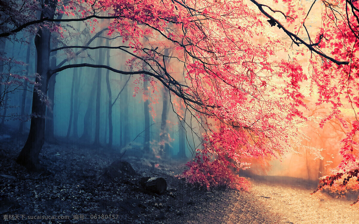 秋天景色 红色的树叶 落叶 秋天来了 落日 黄昏 自然景观 自然风景
