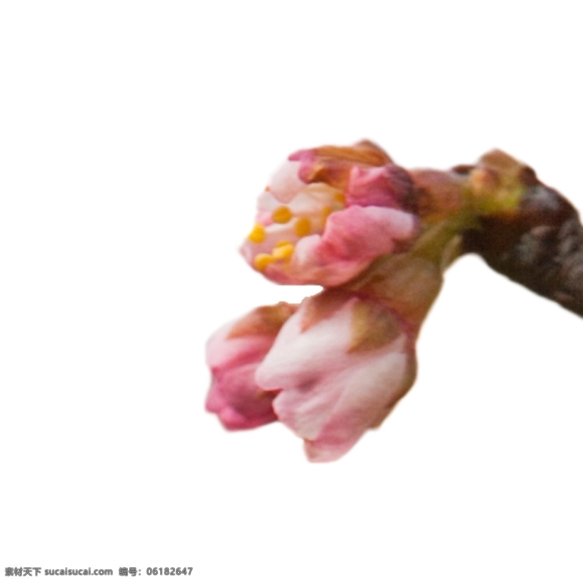 春天 粉色 花朵 春天鲜花 盛开的鲜花 美丽花朵 鲜花实物 卡通插图 创意卡通下载 插图 png图下载